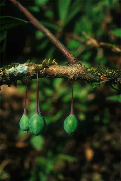 ประทัดสุเทพ Agapetes thailandica S. Watthana<br/>ERICACEAE