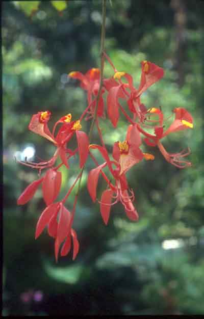 โสกระย้า Amherstia nobilis Wall.<br/>CAESALPINIACEAE