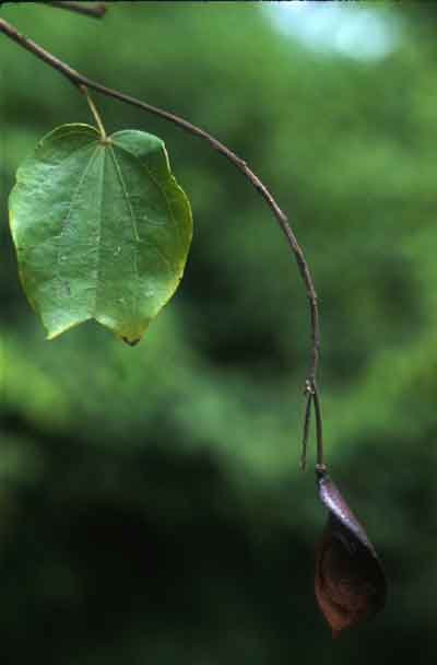 เครือเขาแกบ Bauhinia curtisii Prain<br/>CAESALPINIACEAE