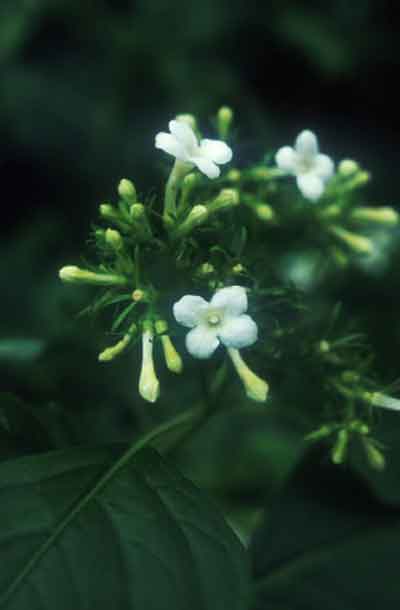 ขาวละมุน Carlemannia tetragona Hook.f.<br/>CAPRIFOLIACEAE