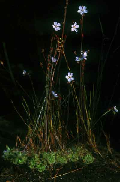 จอกบ่วาย Drosera burmannii Vahl<br/>DROSERACEAE