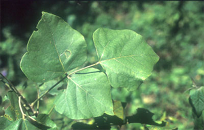 ทองเดือนห้า Erythrina stricta Roxb.<br/>FABACEAE (LEGUMINOSAE-PAPILIONOIDEAE)