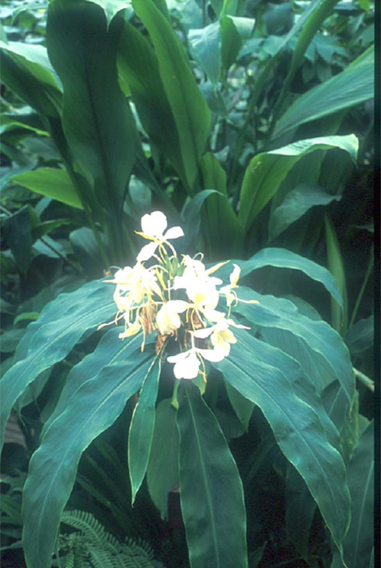 ตาเหินเหลือง Hedychium flovum Roxb.<br/>ZINGIBERACEAE