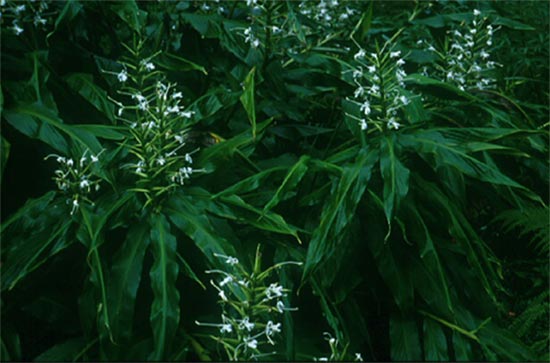 ตาเหินหลวง Hedychium stenopetalum Lodd.<br/>ZINGIBERACEAE