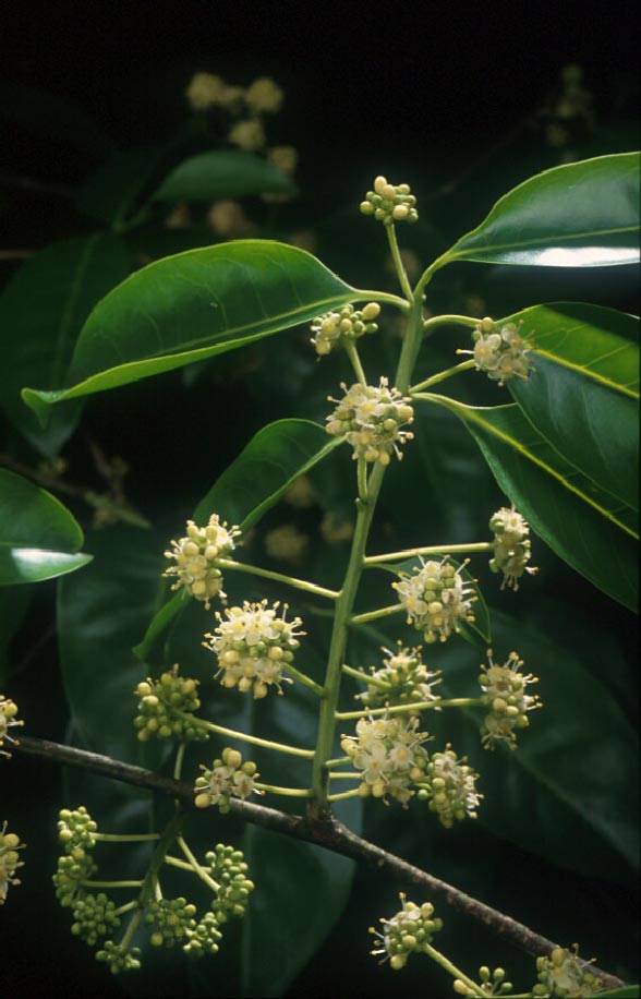 เน่าใน Ilex umbellulata Loes.<br/>AQUIFOLIACEAE