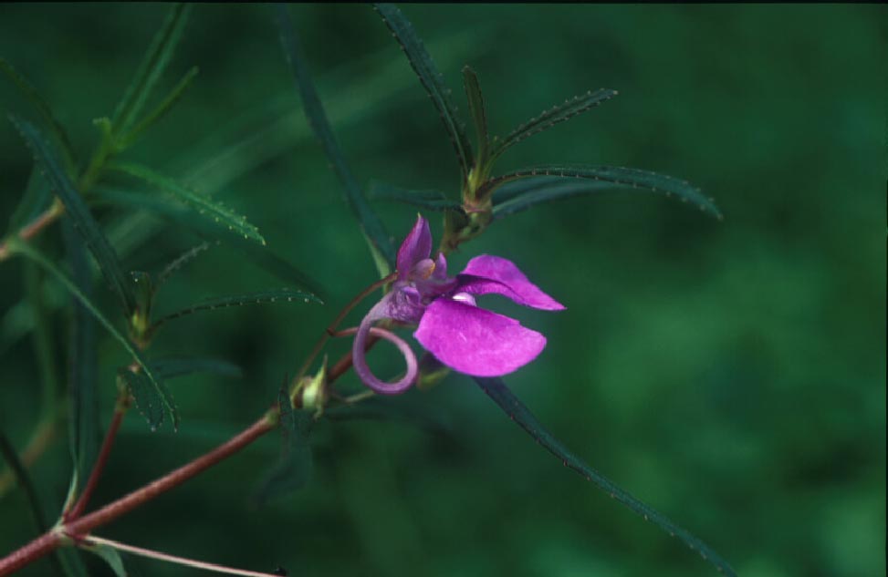 เทียนหางงอ Impatiens chinensis L.<br/>BALSAMINACEAE