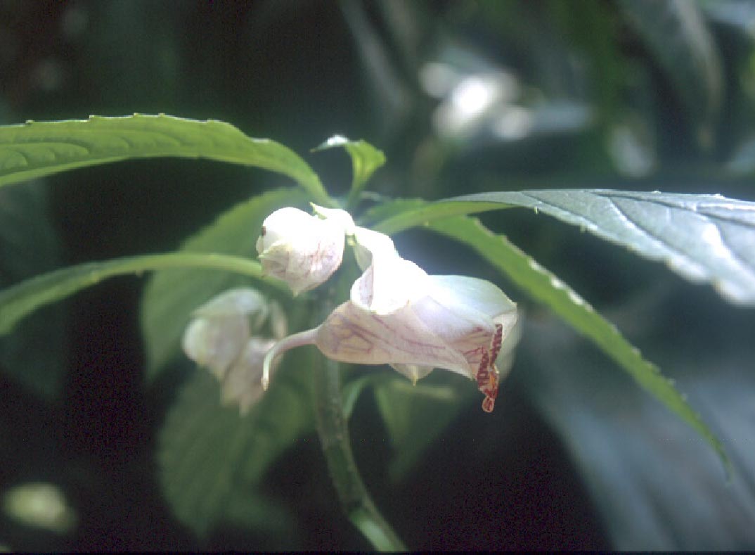 เทียนภูคา Impatiens claviger Hook.f.<br/>BALSAMINACEAE