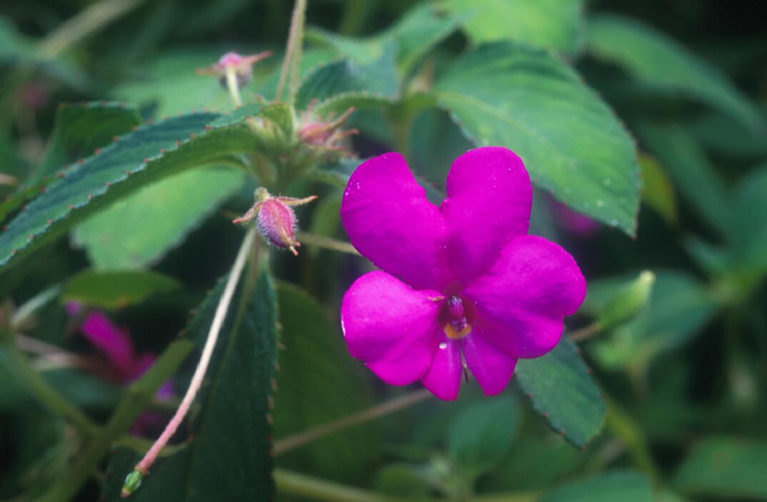 เทียนภูหลวง Impatiens phuluangensis T. Shimizu<br/>BALSAMINACEAE