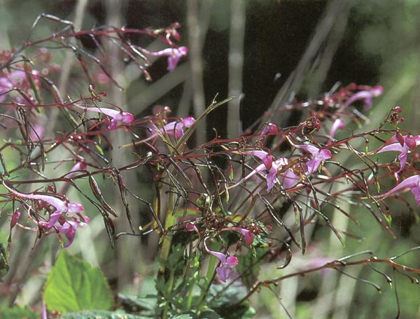 เทียนเข็ม Impatiens radiata Hook. f.<br/>BALSAMINACEAE