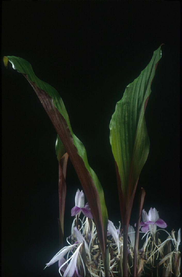 ว่านหาวนอน Kaempferia rotunda L.<br/>ZINGIBERACEAE