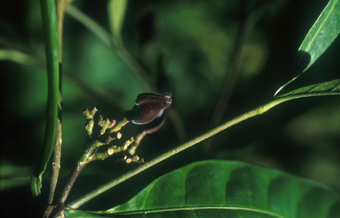 พุดชมพู Kopsia fruticosa (Kerr)A. DC.<br/>APOCYNACEAE