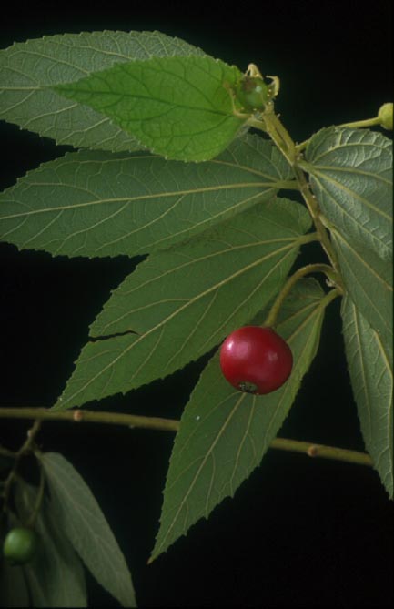 ตะขบฝรั่ง Muntingia calabura L.<br/>TILIACEAE