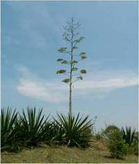 ศรนารายณ์ Agave angustifolia Haw.<br/>AGAVACEAE