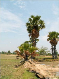 ตาล Borassus flabellifer L.<br/>ARECACEAE (PALMAE)