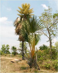 ลาน Corypha lecomtei Becc.<br/>ARECACEAE (PALMAE)