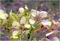 ผักกุ่ม Crateva adansonii DC. subsp. trifoliata (Roxb.) Jacobs<br/>CAPPARACEAE