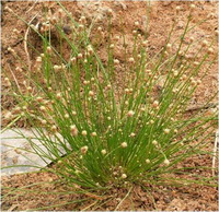 หญ้าเปลือกกระเทียมหัวแมลงวัน Eleocharis geniculata (L.) Roem. & Schult.<br/>CYPERACEAE