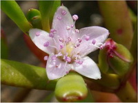 ผักเบี้ยทะเล Sesuvium portulacastrum (L.) L.<br/>AIZOACEAE