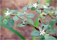 ผักเบี้ยหิน Trianthema portulacastrum L.<br/>AIZOACEAE