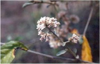 - Vernonia sp.<br/>ASTERACEAE (COMPOSITAE)