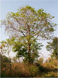 โมก Wrightia pubescens R.Br.<br/>APOCYNACEAE