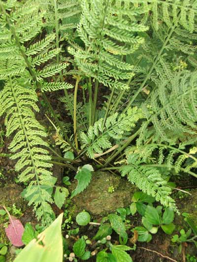 เฟินพลาสติก Asplenium thunbergii Kunze<br/>ASPLENIACEAE