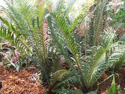 กูดดอยใบเวียน Blechnum brasiliense Besv.<br/>BLECHNACEAE