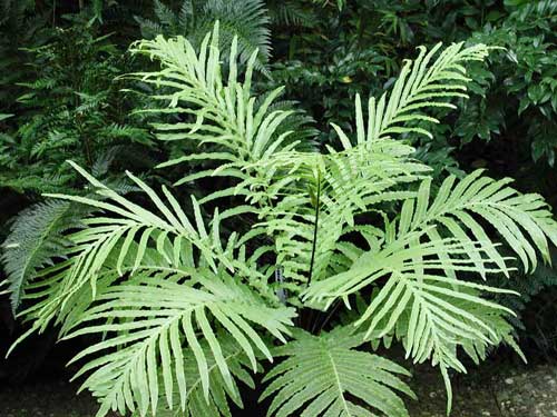 กูดดอยใบหยาบ Blechnum moorei C.Chr.<br/>BLECHNACEAE