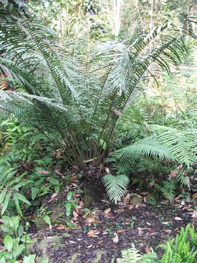 กูดดอย Blechnum orientale L.<br/>BLECHNACEAE