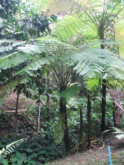 มหาสะดำ Cyathea gigantea Holtt.<br/>CYATHEACEAE