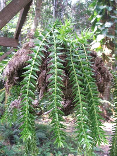 ระย้า Lycopodium phlegmaria<br/>LYCOPODIACEAE