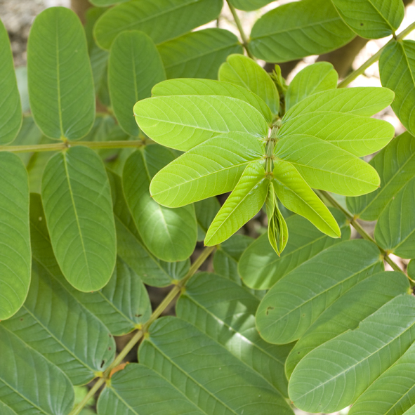 ชุมเห็ดเทศ Senna alata (L.) Roxb.<br/>FABACEAE (LEGUMINOSAE-CAESALPINIOIDEAE)