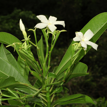 ตีนเป็ดทะเล Cerbera odollam Gaertn.<br/>Apocynaceae