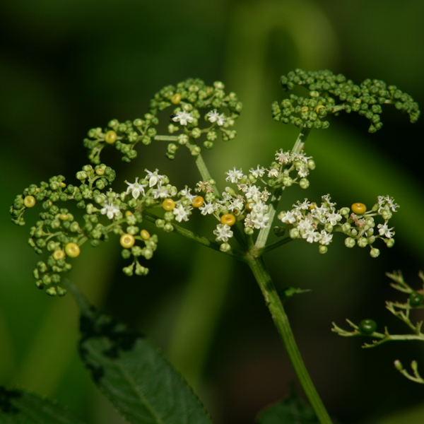 สะพานก๊น Sambucus javanica Reinw. ex Blume<br/>CAPRIFOLIACEAE