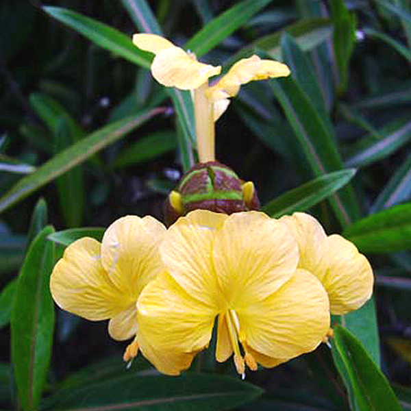 เสลดพังพอน Barleria lupulina Lindl.<br/>ACANTHACEAE