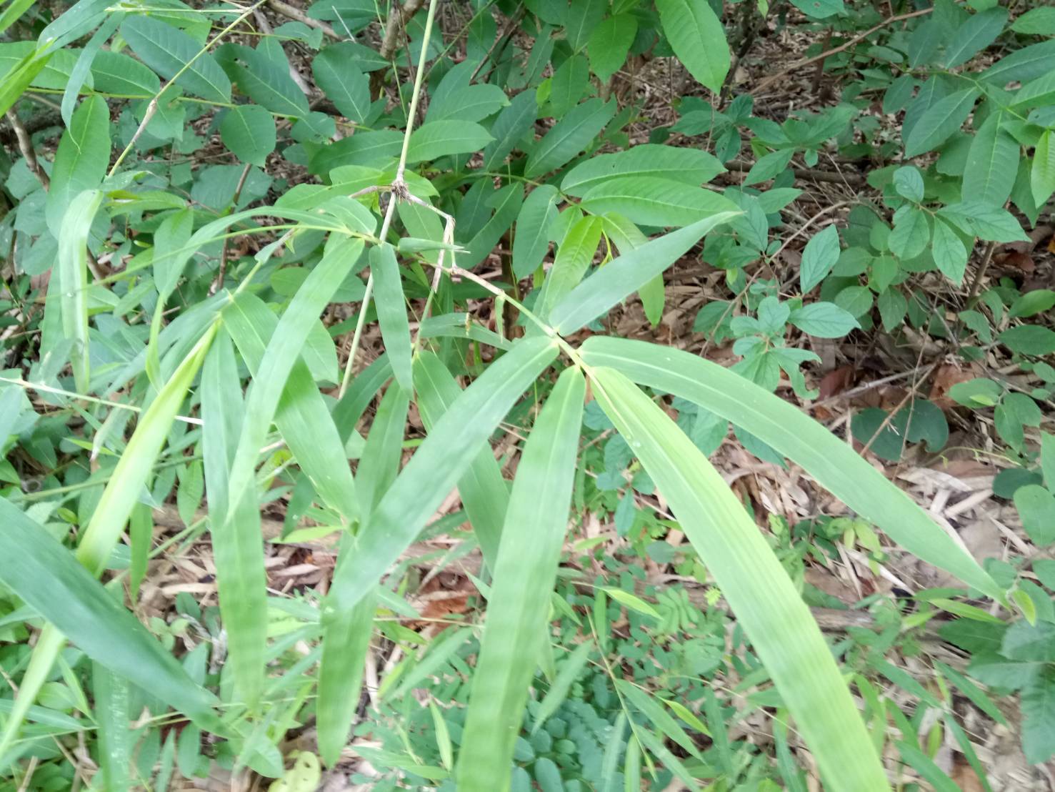 ไผ่บง	 Bambusa nutans  Wall.ex Munro<br/>Poaceae