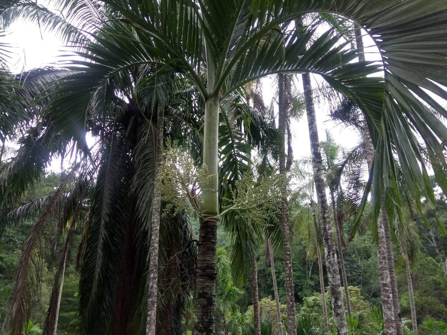 หมากนวล Adonidia merrillii (Becc.) Becc.<br/>Arecaceae