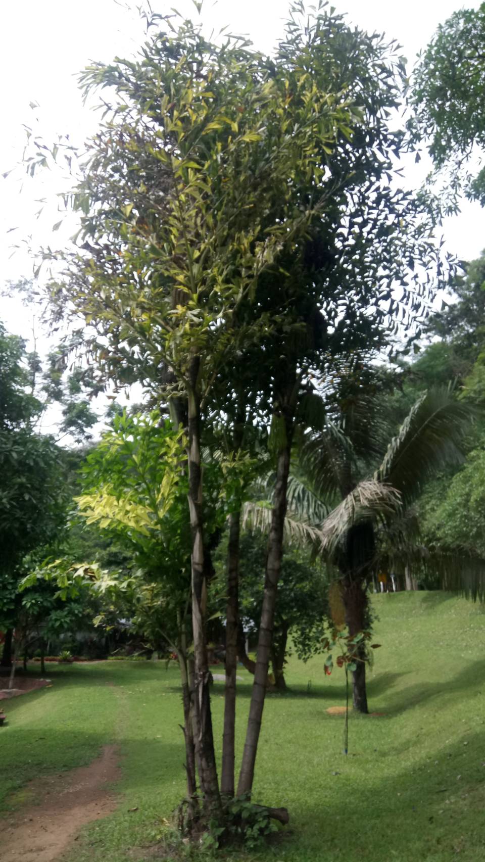 เต่าร้างแดง Caryota mitis Lour.<br/>ARECACEAE