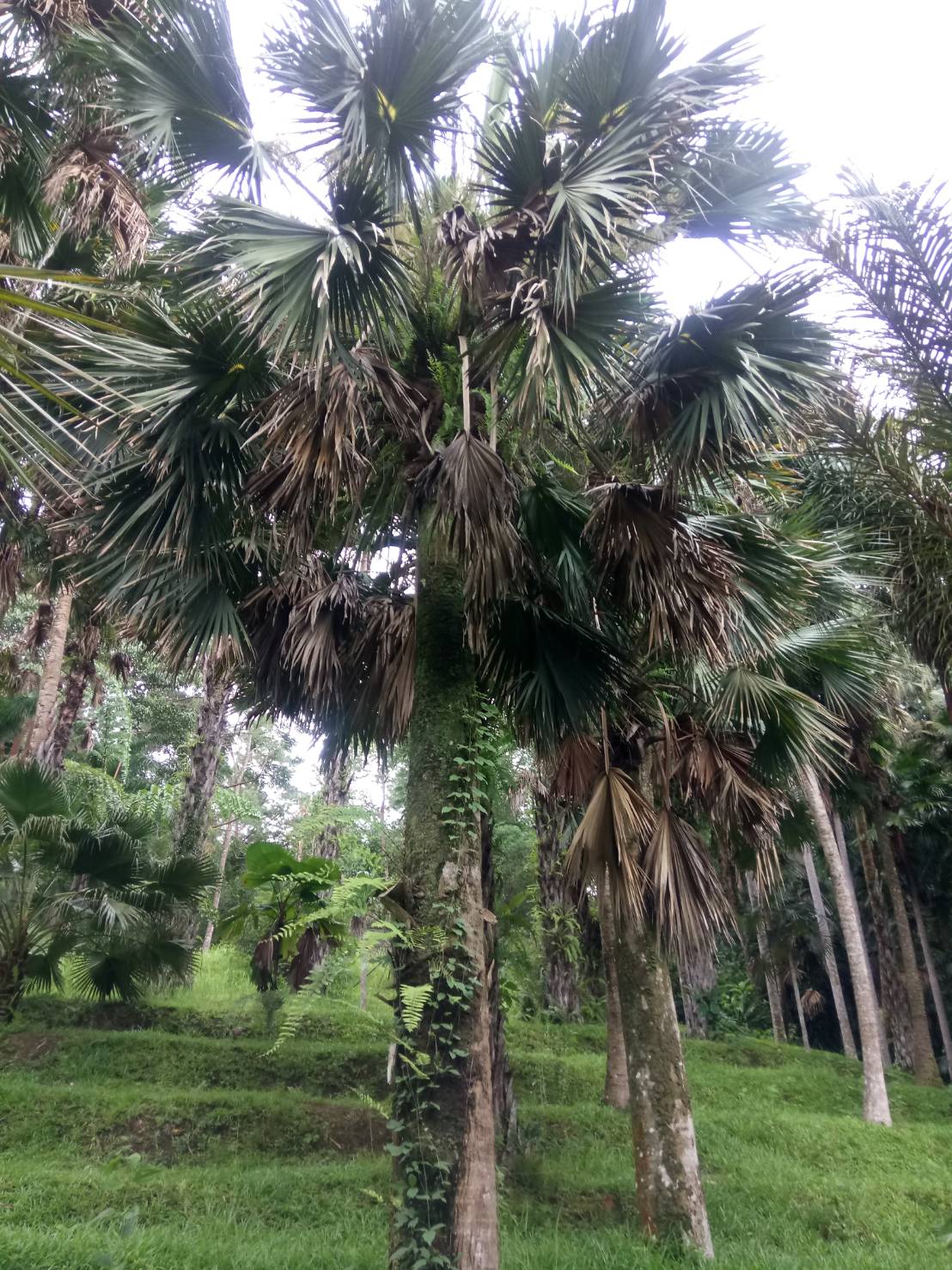 บราเฮีย	 Brahea armata S.Watson<br/>Arecaceae