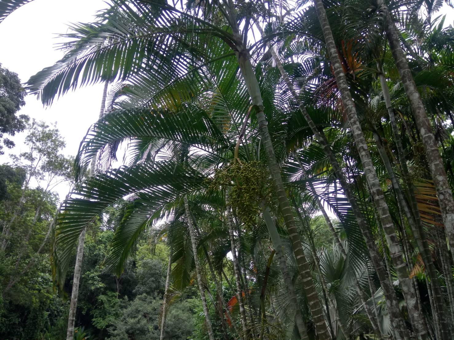 หมากเหลือง Dypsis lutescens (H.Wendl.) Beentje & J.Dransf.<br/>Arecaceae