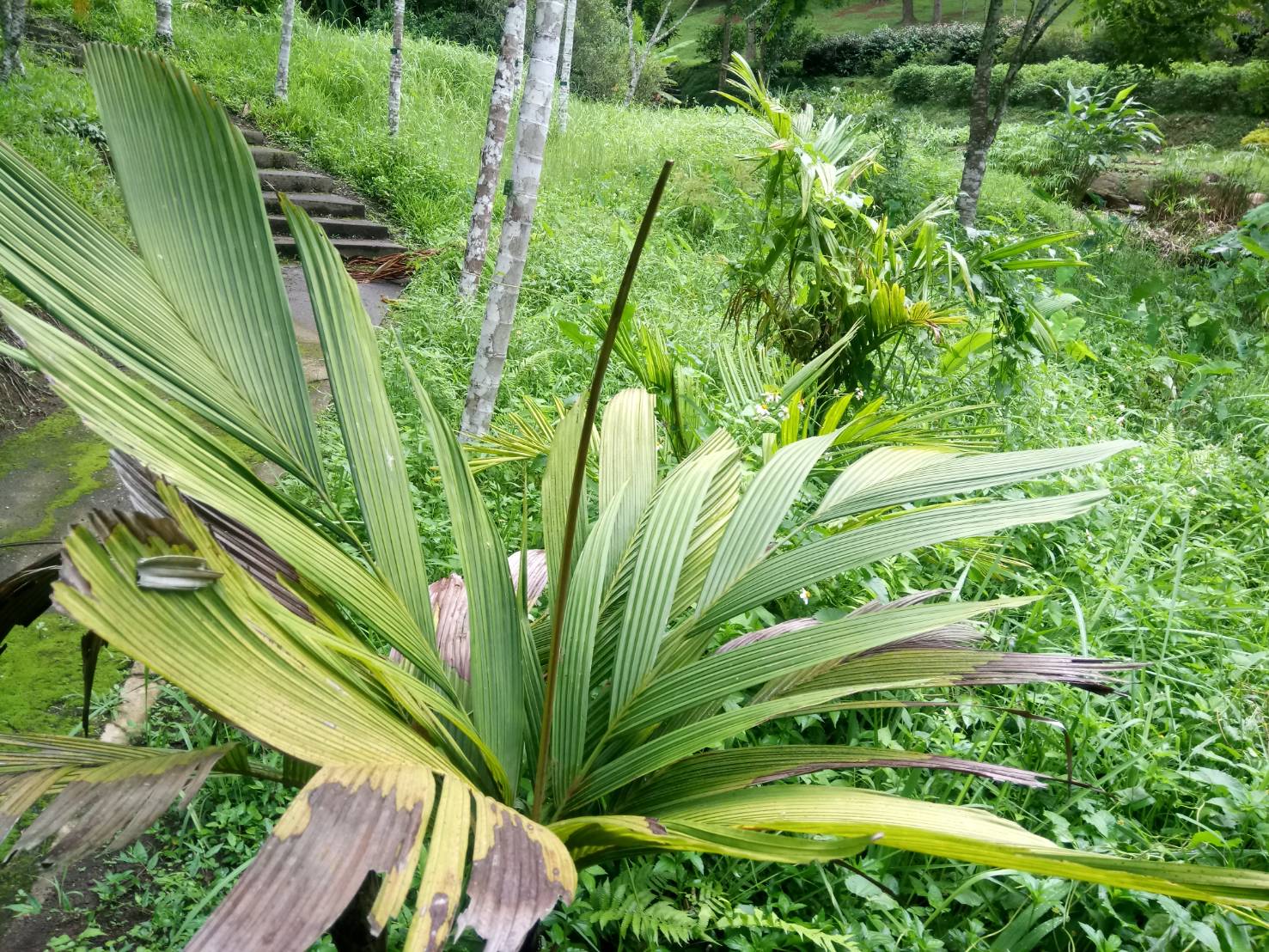 หมากปีแน Iguanura wallichiana (Mart.) Becc.<br/>Arecaceae