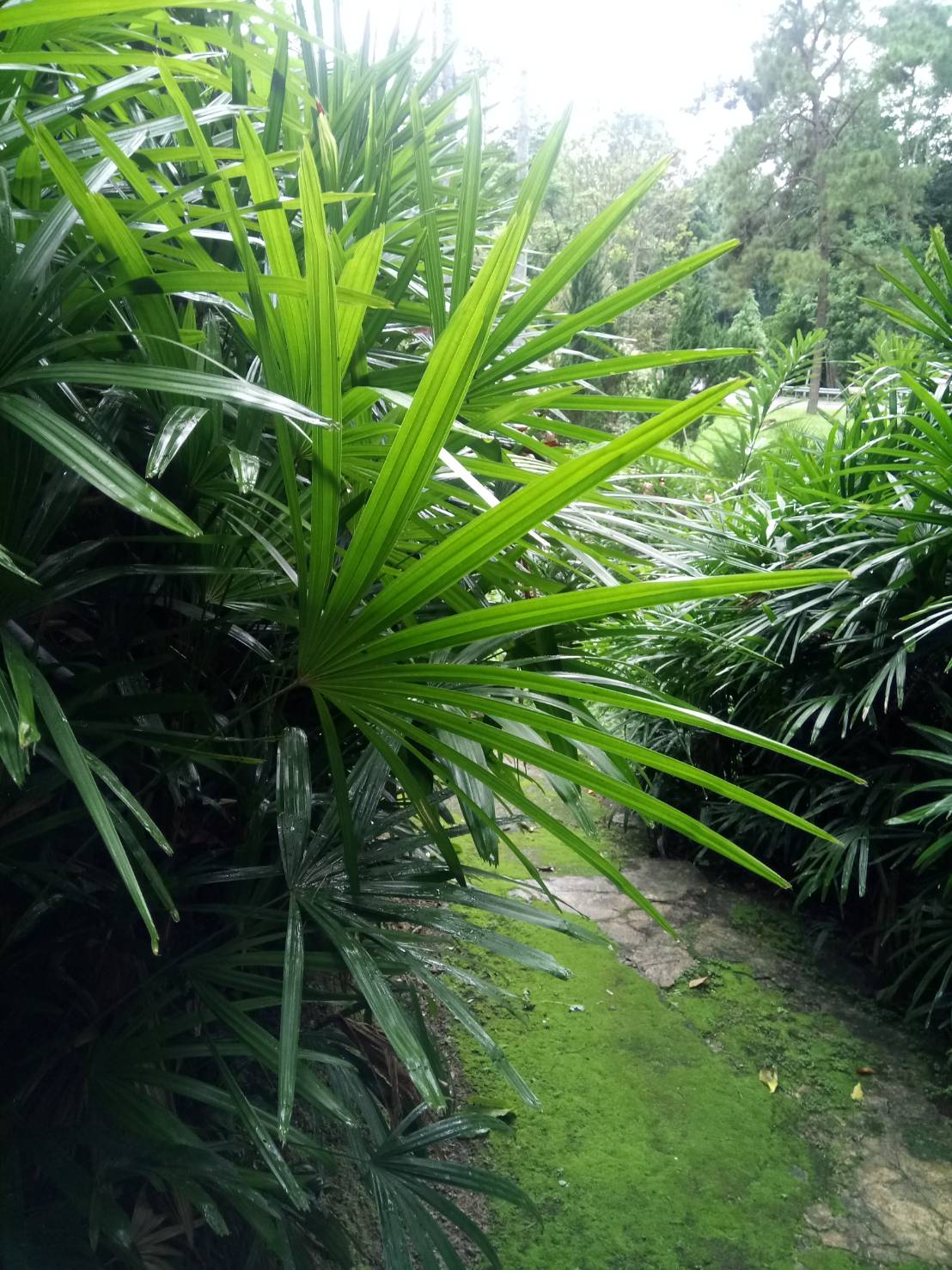 จั๋งจีน	 Rhapis humilis Blume<br/>Arecaceae