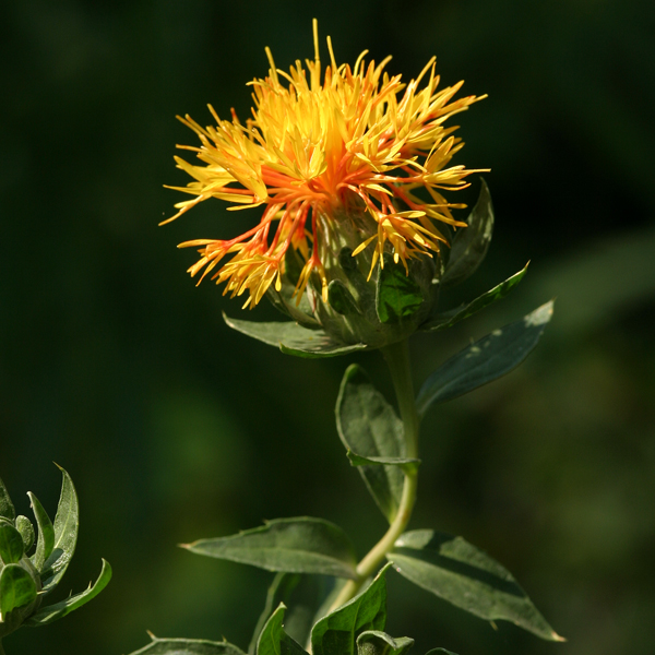 คำฝอย Carthamus tinctorius L.<br/>ASTERACEAE (COMPOSITAE)