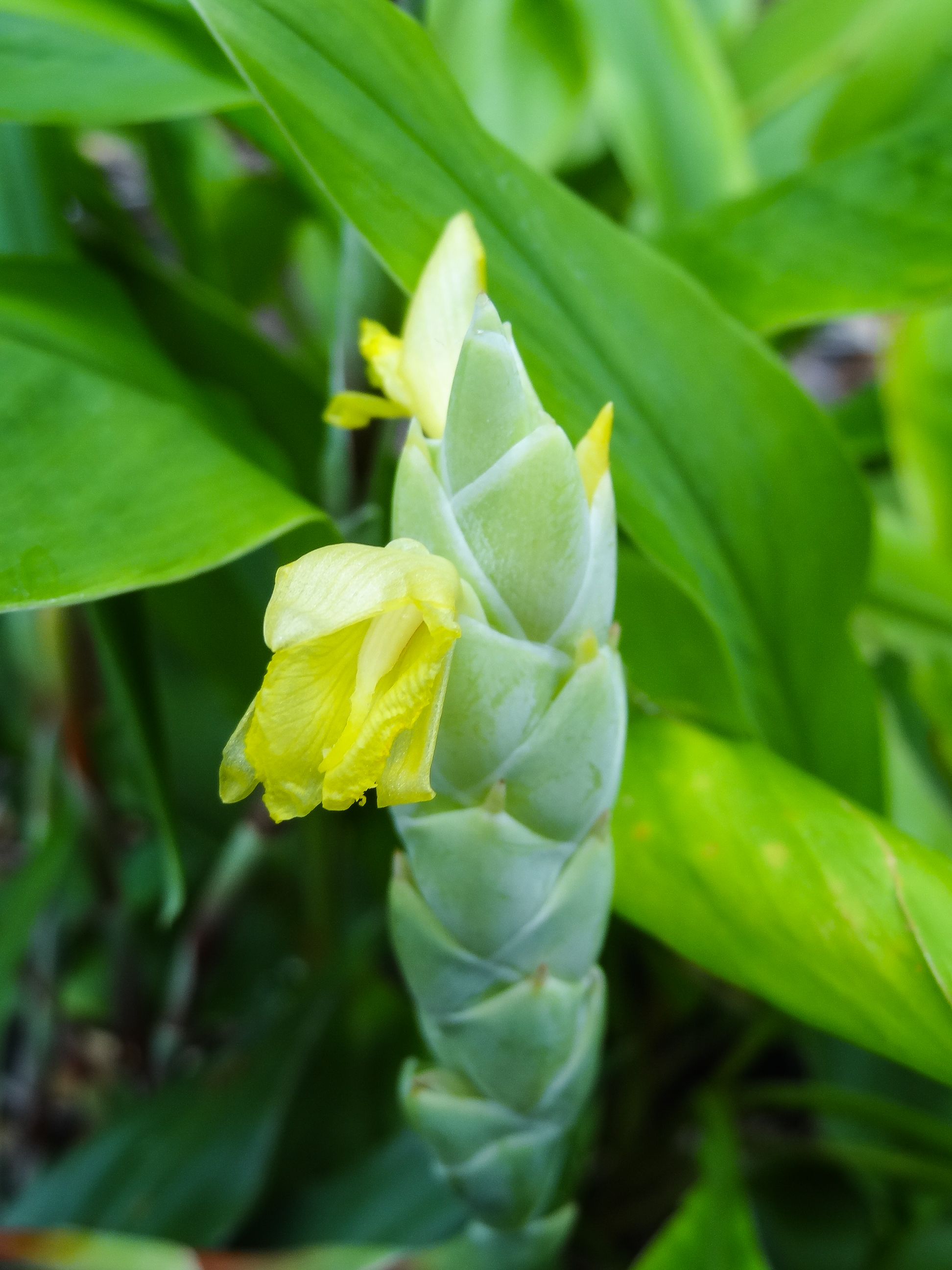 ขิงกระต่าย Zingiber junceum Gagnep.<br/>Zingiberaceae