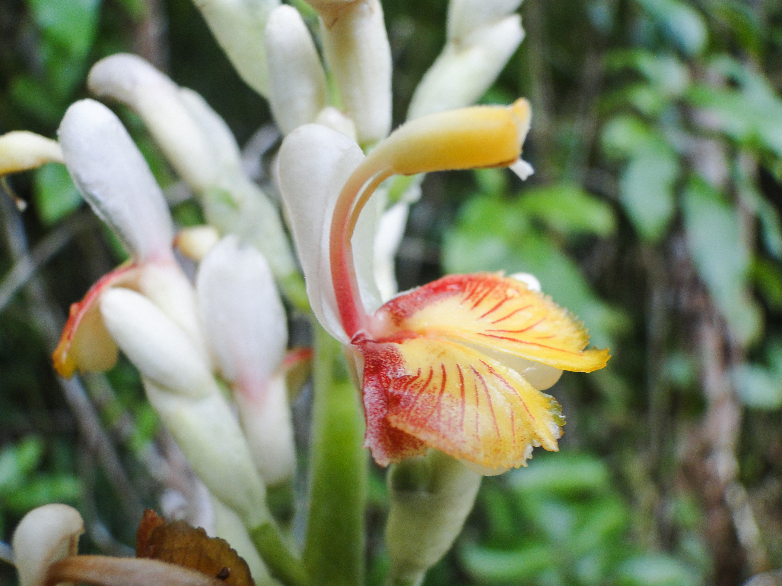 ข่าป่า Alpinia macrostaminodia Chaveer. & Sudmoon<br/>Zingiberaceae