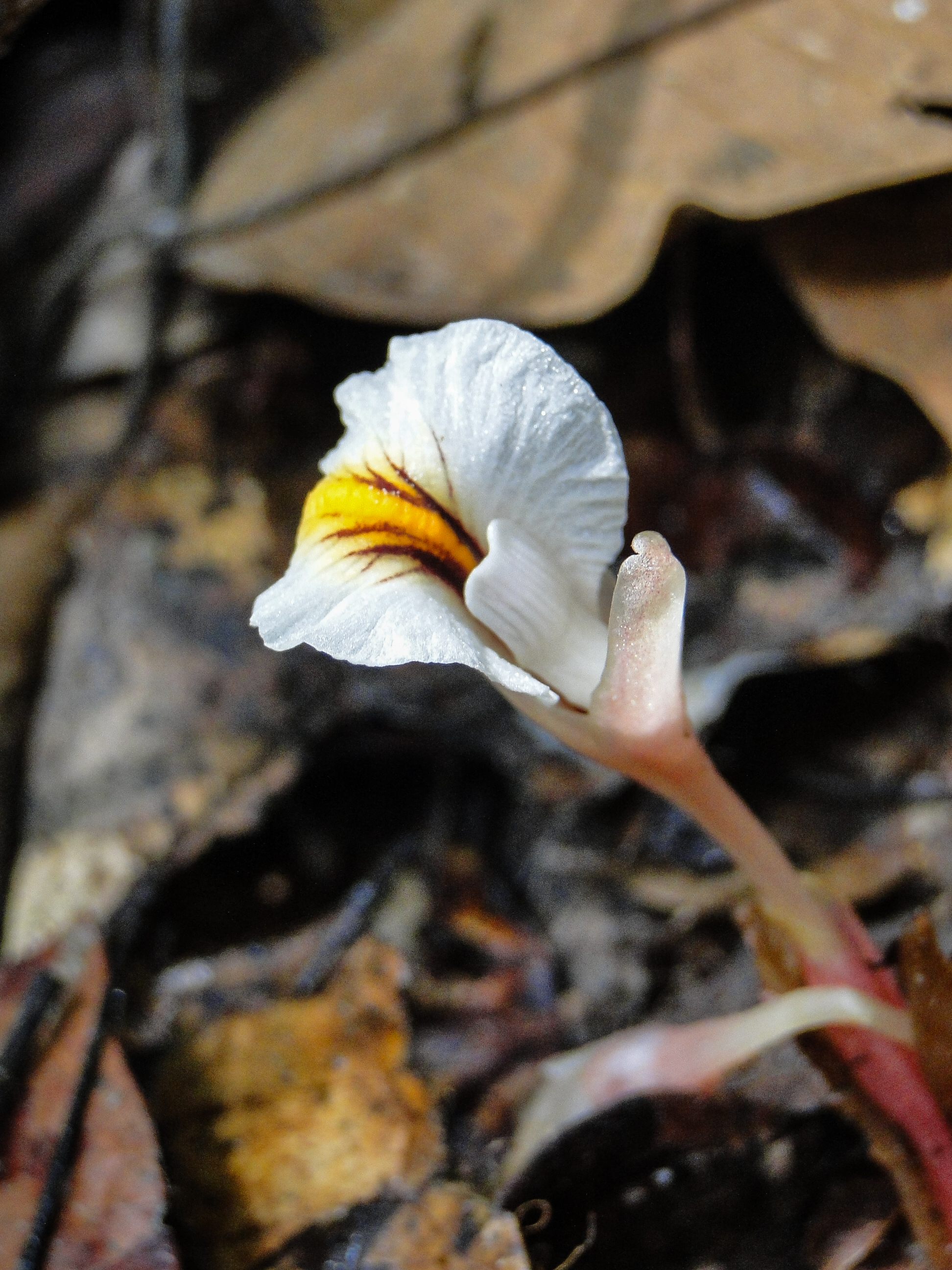 ขิงนกข่อ Elettariopsis biphylla S.Saensouk & P.Seansouk<br/>Zingiberaceae