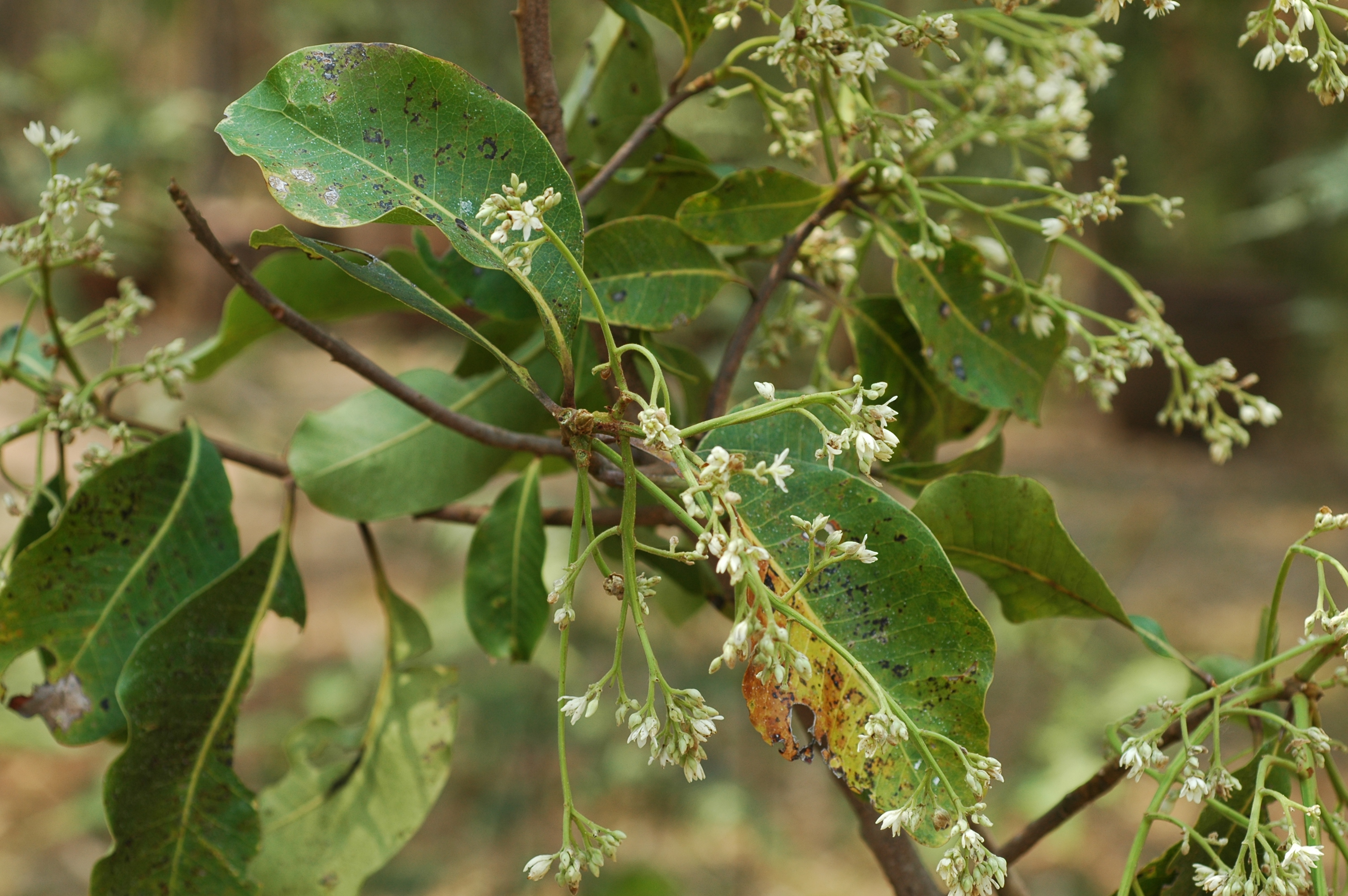 รักน้อย Gluta obovata Craib<br/>ANACARDIACEAE