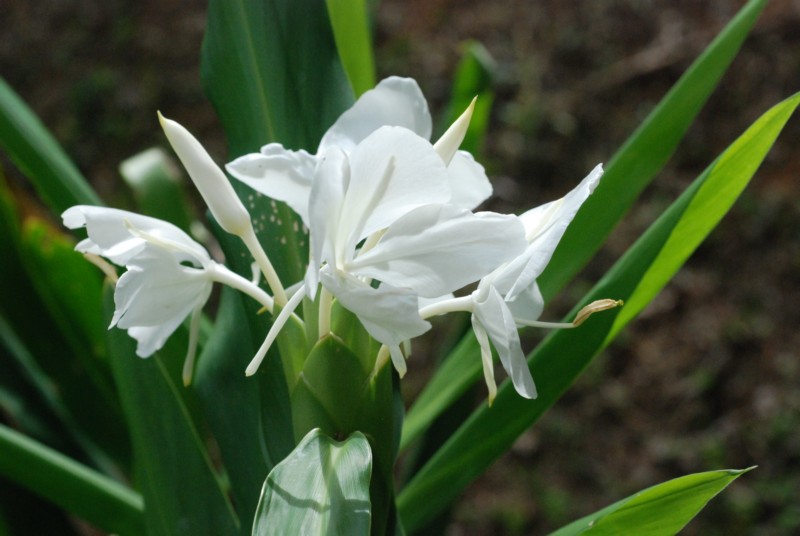 มหาหงส์ Hedychium coronarium J. Koenig<br/>ZINGIBERACEAE