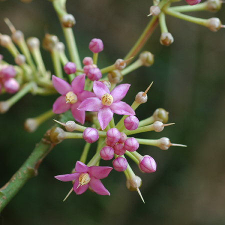 มะจ้ำก้อง  Ardisia colorata Roxb.<br/>MYRSINACEAE