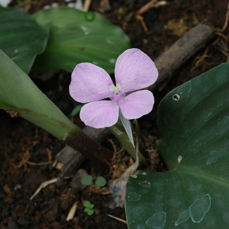 เปราะป่า Kaempferia pulchra Ridl.<br/>ZINGIBERACEAE